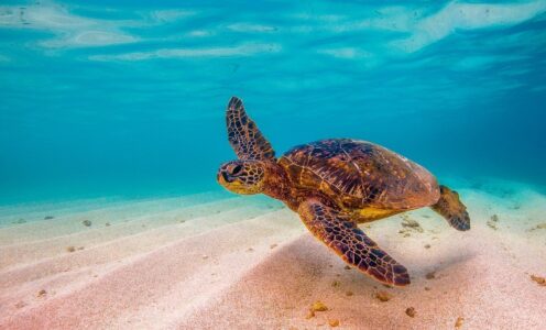 Schildkröte (Wasserschildkröte)