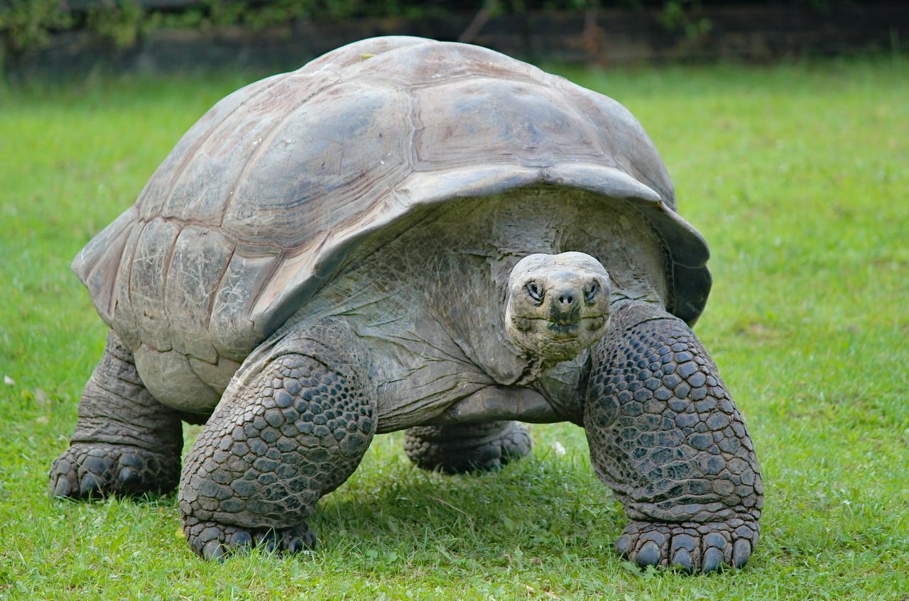 Schildkröte (Landschildkröte)